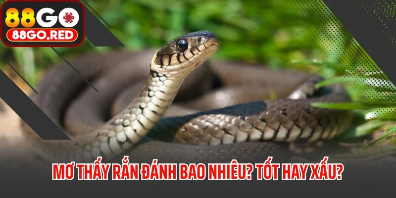 Mơ Thấy Rắn Đánh Bao Nhiêu? Điềm Báo Là Tốt Hay Xấu?