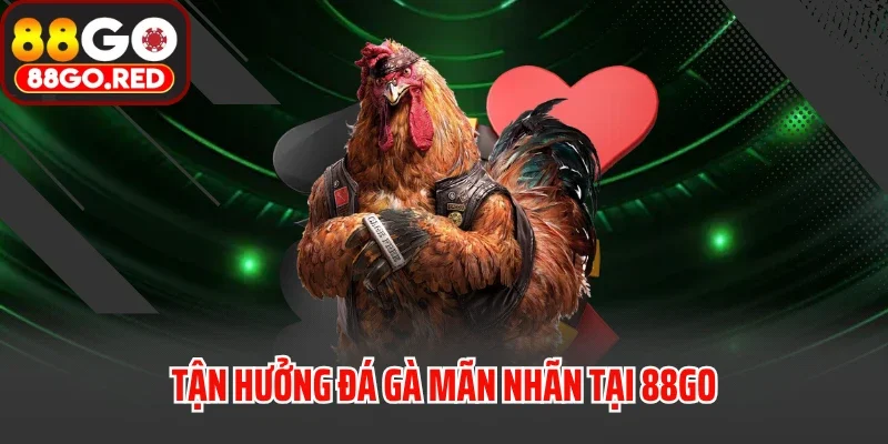 Tận hưởng đá gà mãn nhãn tại 88GO