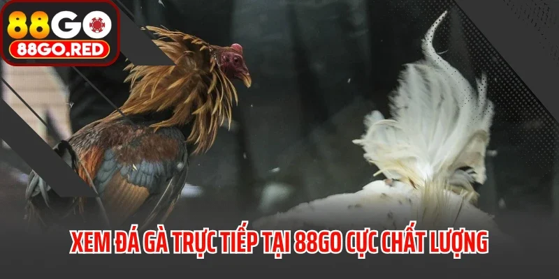 Xem đá gà trực tiếp tại 88GO cực chất lượng